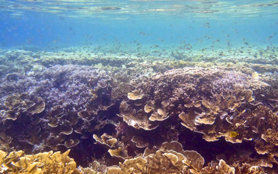 coral