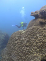 portrait-diver-large-porites.jpg