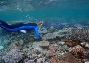 C8_Palau_diver.jpg